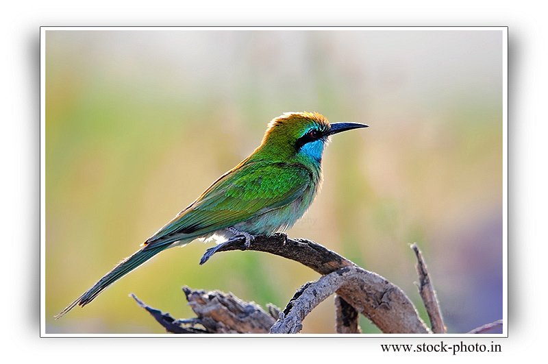 Green Bee Eater