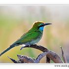 Green Bee Eater