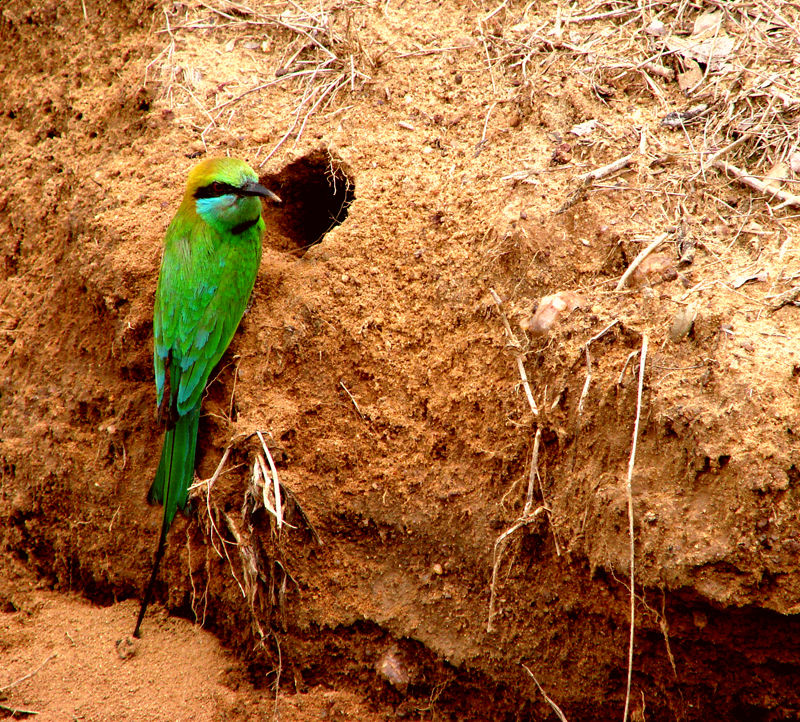 Green Bee eater nest