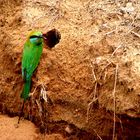 Green Bee eater nest