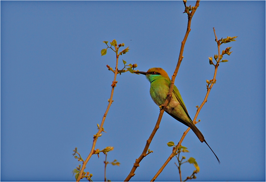 Green Bee Eater (reload)