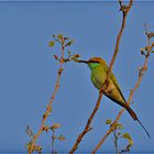 Green Bee Eater (reload)