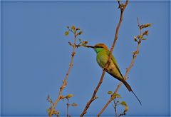 Green Bee Eater (reload)