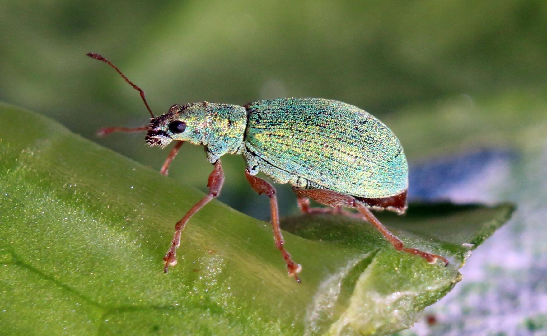 Green Beetle