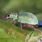 Green Beetle