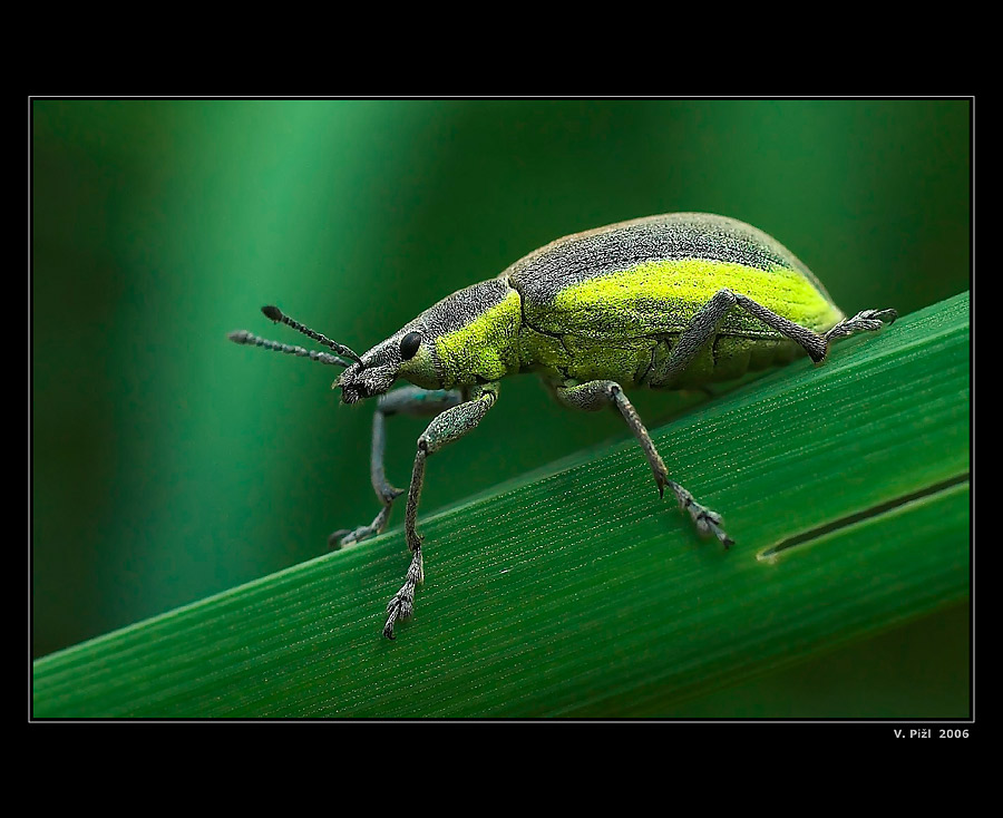 Green beetle