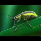 Green beetle