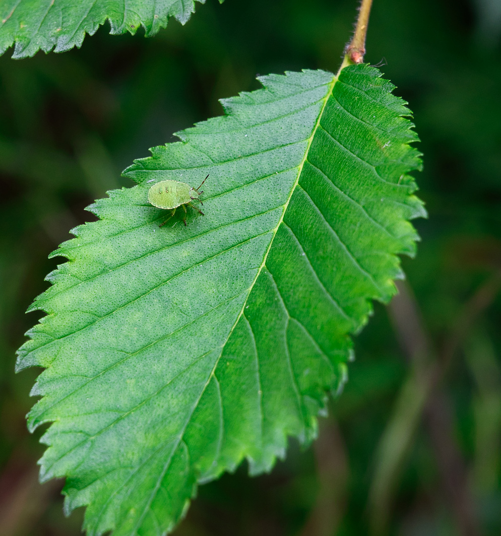 Green beetle