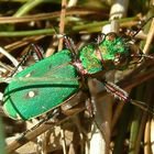 Green Beetle