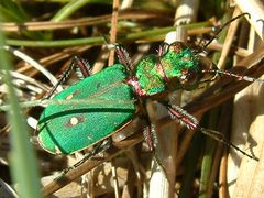 Green Beetle