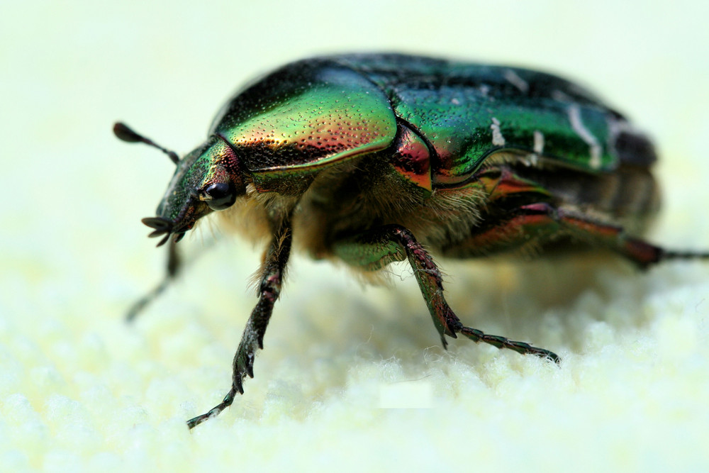 Green Beetle