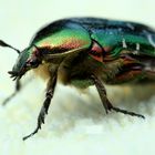 Green Beetle