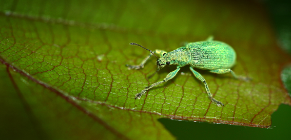 green beetle