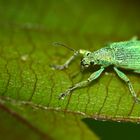 green beetle