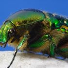 Green Beetle