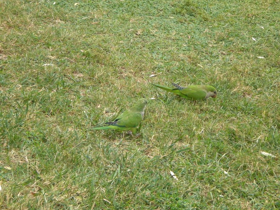 green birds.