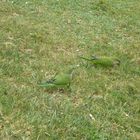 green birds.