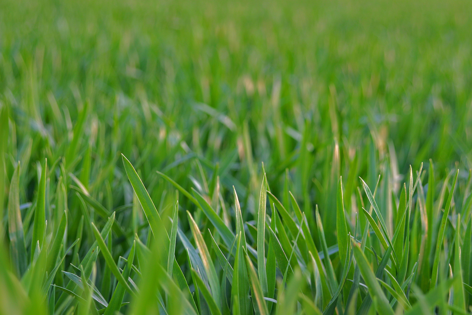 green blanket