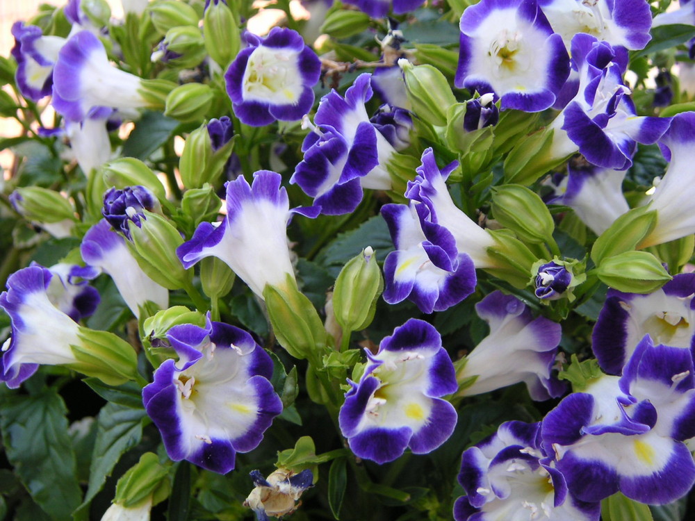 green, blue and white flowers