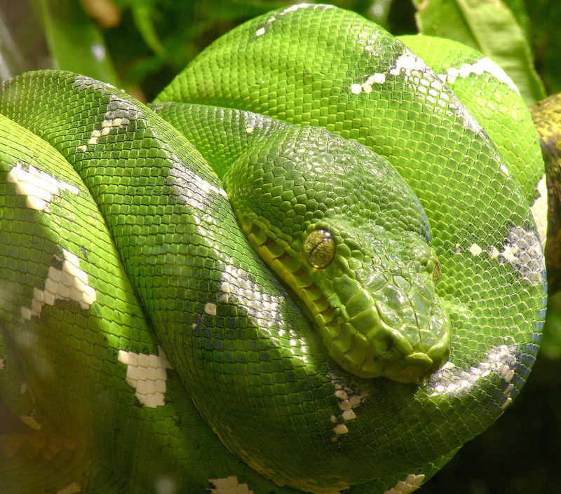 green boa