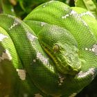 green boa