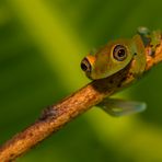 green bright-eyed frog