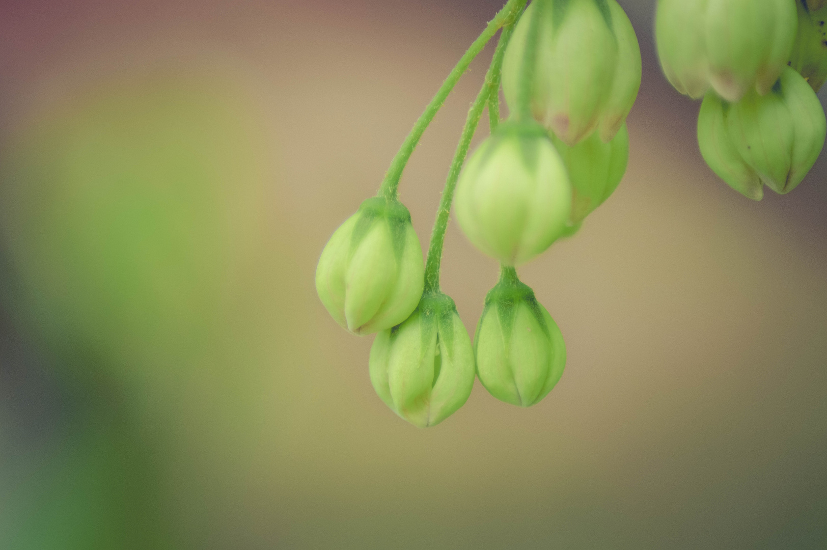 Green Bubbles