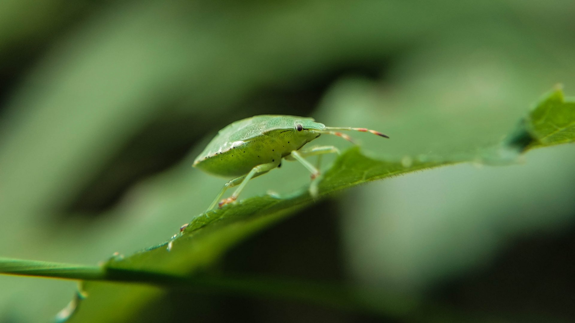 Green Bug