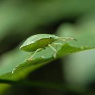 Green Bug