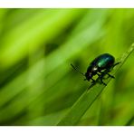 green bug