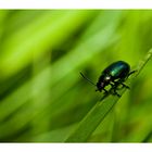 green bug