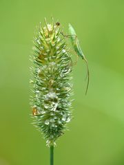 Green Bug