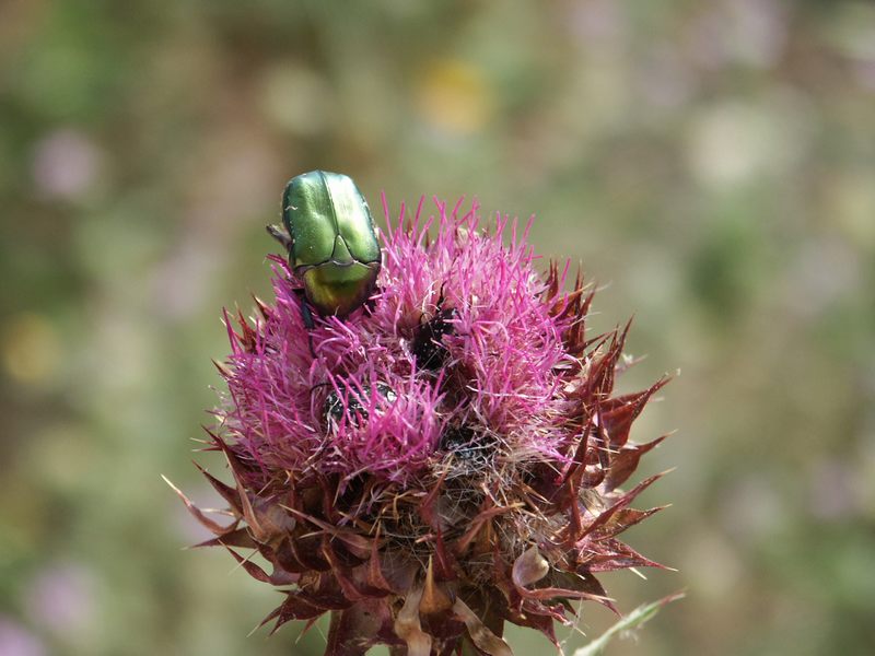 green bug