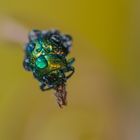 green bug