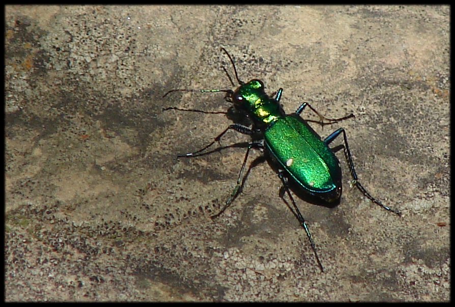 Green Bug