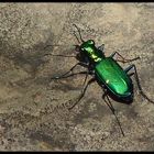 Green Bug