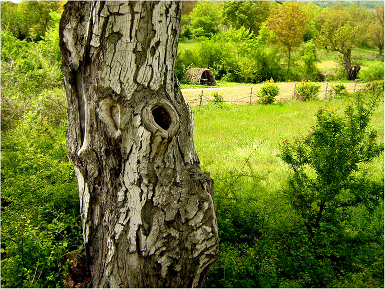 Green Bulgaria