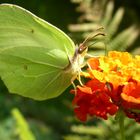 green butterfly