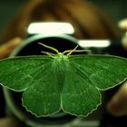 Green Butterfly