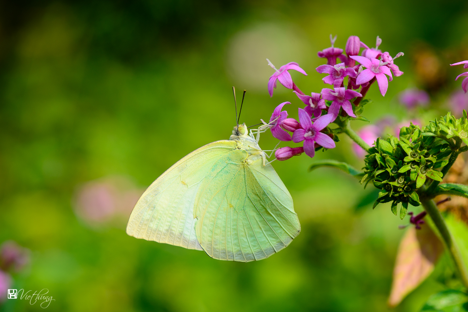 Green butterfly