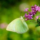 Green butterfly