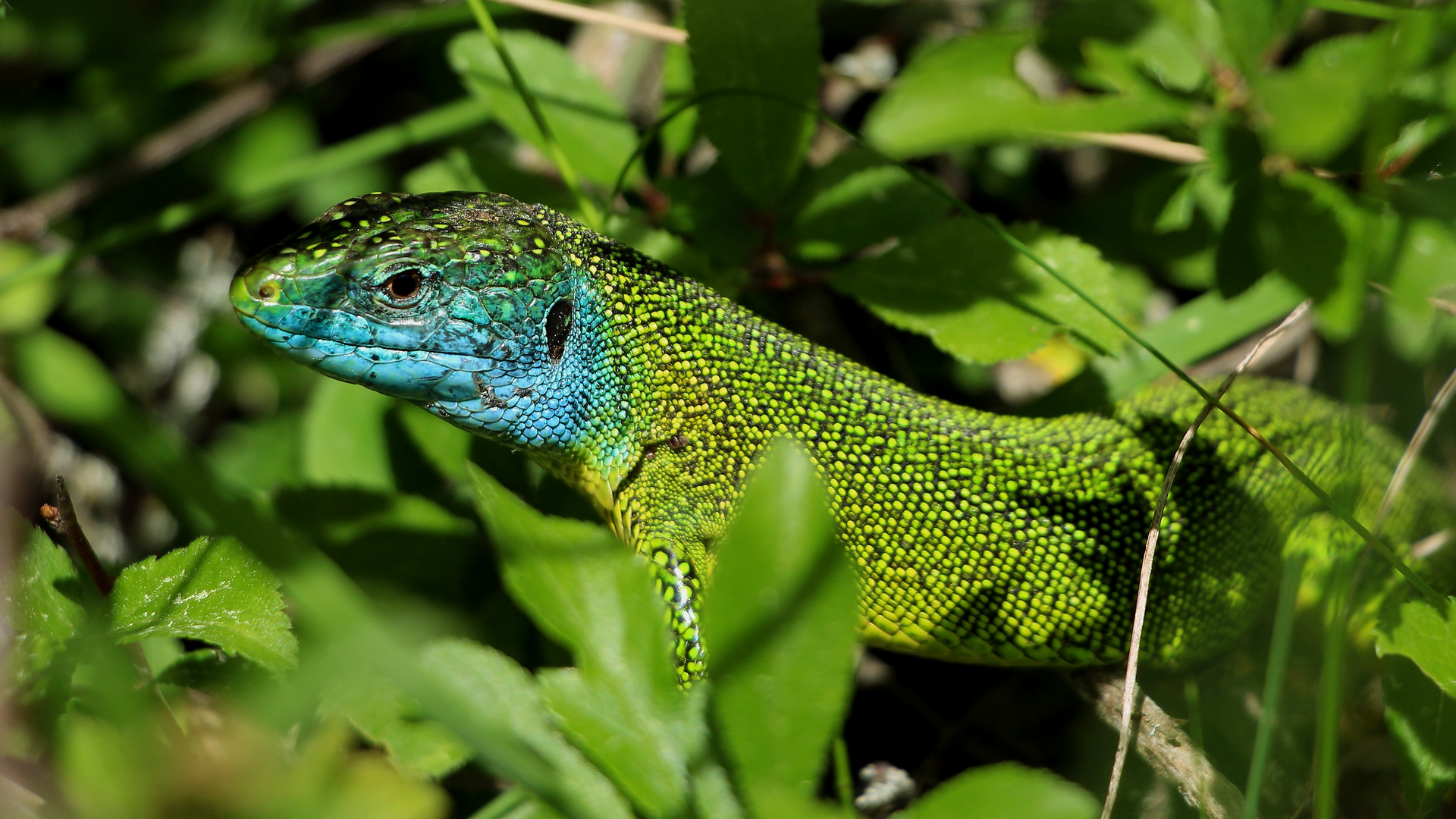 Green camouflage