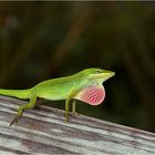 Green Carolina Anole