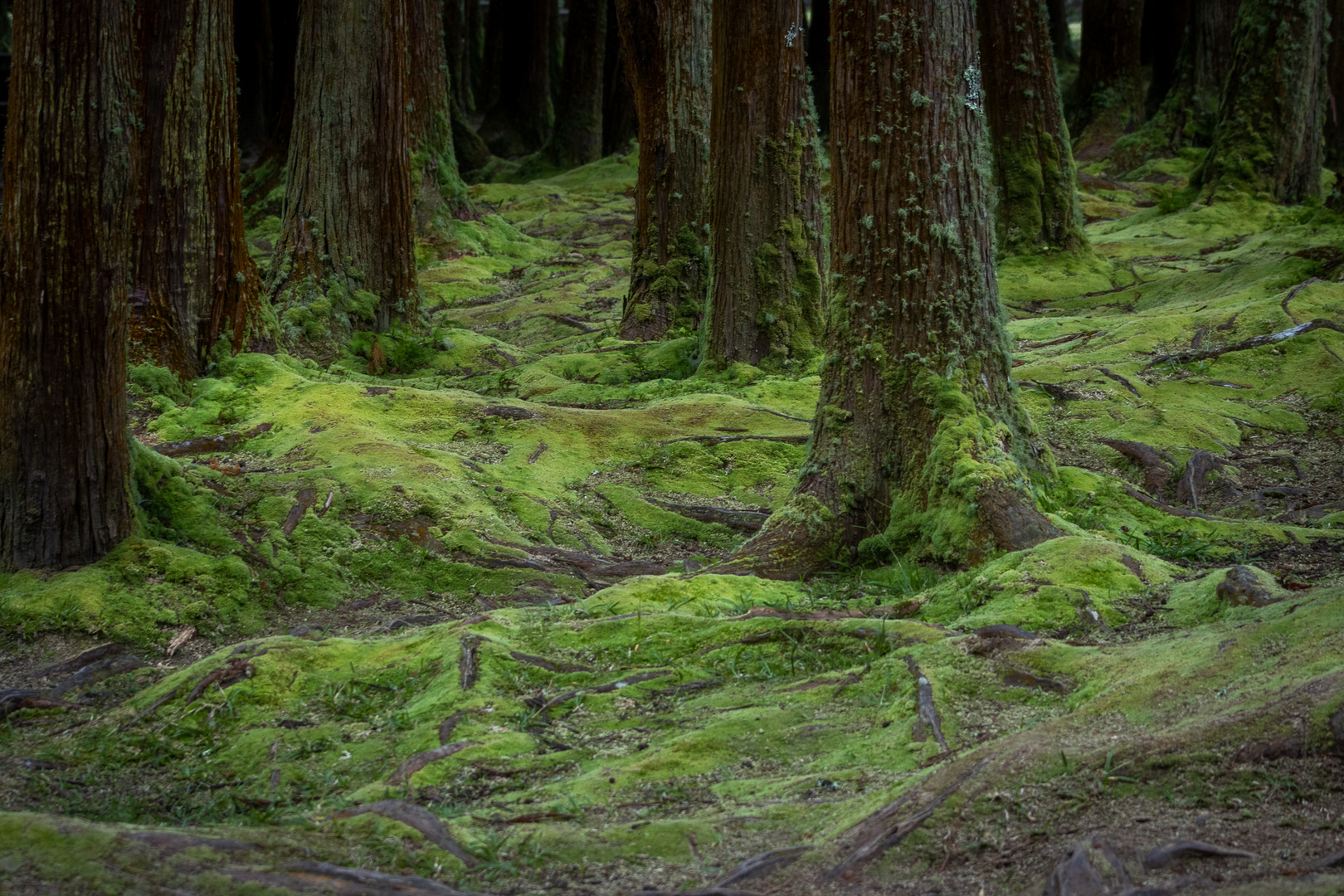 Green Carpet