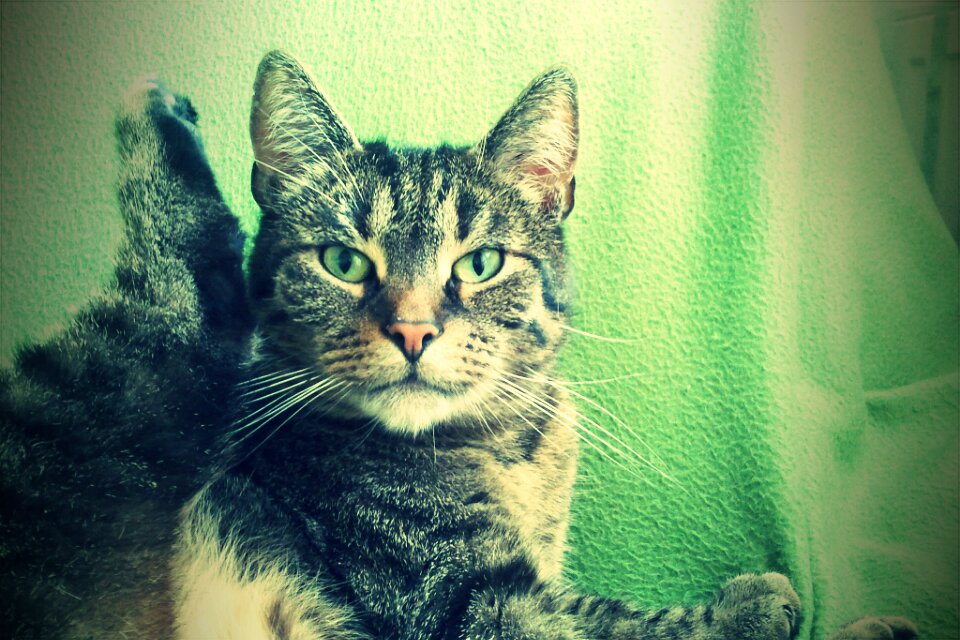 Green cat Foto & Bild tiere, haustiere, katzen Bilder auf