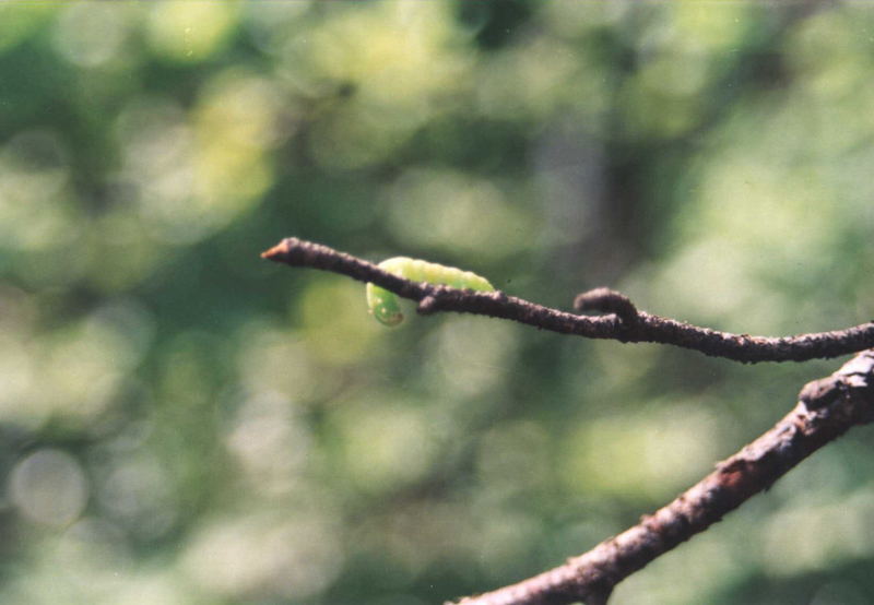 green caterpillar