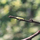 green caterpillar