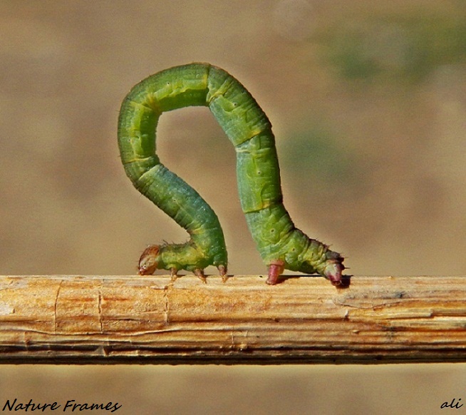 Green Caterpillar