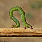 Green Caterpillar