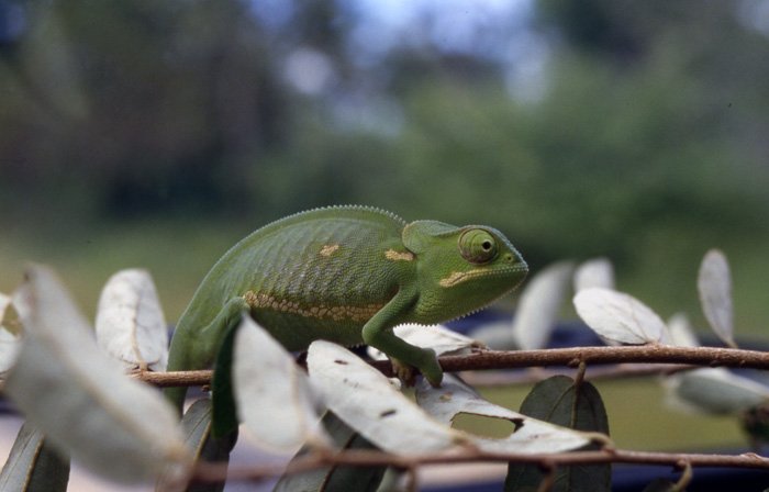 Green Chameleon